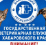 Сергей Кравчук: в Хабаровске появилась традиция, укрепляющая дружбу между народами - Администрация г. Хабаровска