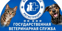 Сергей Кравчук: в Хабаровске появилась традиция, укрепляющая дружбу между народами - Администрация г. Хабаровска