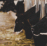 heads of black and white holstein cows feeding on grass in stabl - Газета Восход