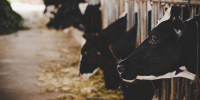 heads of black and white holstein cows feeding on grass in stabl - Газета Восход