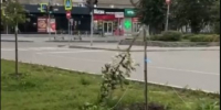 В Кировском районе Новосибирска вандалы повредили свежевысаженные липы - Precedent.TV