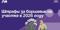Штрафы за борщевик на участке в 2026 году. - Администрация Артёмовского городского округа