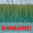 Обработка полей. - Холмогорский муниципальный округ