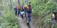 В Братском районе упавшее дерево убило туристку - Weacom.Ru