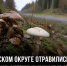 В соседнем Хлевенском округе за выходные грибами отравились как минимум четыре человека - Газета Задонская правда