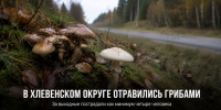 В соседнем Хлевенском округе за выходные грибами отравились как минимум четыре человека - Газета Задонская правда