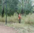 В Рубцовске приводят в порядок парк на правом берегу Алея - Rubtsovsk.Info