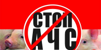 Африканская чума свиней - МО Новольвовское