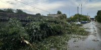 Лето в этом году выдалось непростое - Tvoy-Bor.Ru