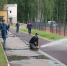 Пермский институт ФСИН России принял участие в городских соревнованиях противопожарных звеньев - Пермский институт ФСИН России