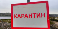 В Тюменской области на дорогах введён карантин: дезинфекция транспорта из‑за угрозы свиного заболевания - NG72.Ru