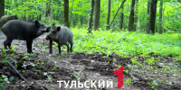 В Тульской области разрешили провести дополнительный отстрел кабанов - ТК Первый Тульский