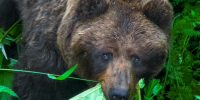 Бурый медведь на Алтае / Фото: Алтайский биосферный заповедник - ИА Амител