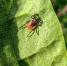 Назван период второй волны активности клещей на Кубани - Кубанские Новости