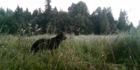 Фотоловушки снимают видео нон-стоп, содержимое карт памяти потом изучают сотрудники парка. - Новгородские Ведомости