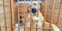 Приюты для животных в Красноярске могут получить до 1 миллиона рублей - 1-LINE