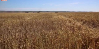 Видео - ТВН