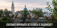 А сколько воробьёв осталось в Задонске? Жителей приглашают их пересчитать - Газета Задонская правда