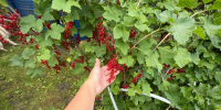 Посыпаю в сентябре кусты смородины этим чудо-порошком: ягоды стали крупнее в 2 раза - Prochepetsk.ru