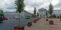Липы из кашпо в Курске пересадят в грунт осенью - РИА Курск