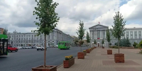 Курянам рассказали о судьбе высаженных в кашпо лип - Городские Известия