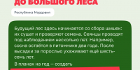 В Республике Мордовия активно идет подготовка к осеннему сезону лесовосстановления - Администрация города Саранск