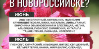 Какие растения в Новороссийске  цветут круглый год - Газета Новороссийский рабочий