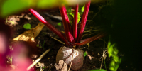Борщи от давления, салаты для иммунитета. В чем польза молодой свеклы - 47 новостей