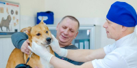 Москва продолжает цифровизацию ветеринарной службы - Правительство Москвы