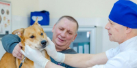 Сергей Собянин: Москва продолжает цифровизацию ветеринарной службы - Вечерняя Москва