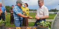 Презентовали новый сорт - Администрация Новосибирского района