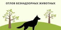 О работе по отлову безнадзорных животных в Усть-Илимске - Администрация г. Усть-Илимск