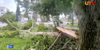 В Уфе в сквере 50-летия Победы рухнуло дерево | ГТРК «Башкортостан» - ГТРК Башкортостан