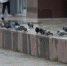 pigeons 120826 1 - Газета Магаданская правда