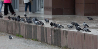 pigeons 120826 1 - Газета Магаданская правда