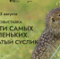Фотовыставка о краснокнижном крапчатом суслике откроется в Музее природы - Министерство культуры