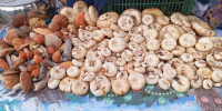 Кировские грибники собирают грузди бочками - Город Киров