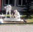 В Приозерске устанавливают скульптуру «Городки» возле Городошного центра - ЛенТВ24