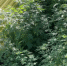 priamurskiy-800x600_1_1.jpeg - GorodnaBire.Ru