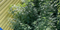 priamurskiy-800x600_1_1.jpeg - GorodnaBire.Ru