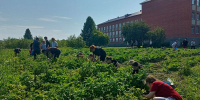 Продолжается реализация программы временного трудоустройства школьников  - Иссинский район