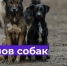 С 12. 08.2026 года до конца августа месяца в г. Щигры будет произведён плановый и внеплановый отлов безнадзорных животных. - Город Щигры