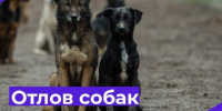 С 12. 08.2026 года до конца августа месяца в г. Щигры будет произведён плановый и внеплановый отлов безнадзорных животных. - Город Щигры