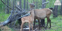 Фотоловушка в нацпарке Ленские столбы засняла милый момент из жизни изюбрейфото - Комсомольская Правда
