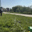 В парке Победы высадили новые ивы - Копейский рабочий