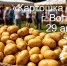 Гастрономический фестиваль «Картошка Фест 2026» - Комитет по развитию малого, среднего бизнеса и потребительского рынка