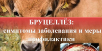 Бруцеллёз. Памятка населению.. - Хабарский район