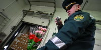 В крупной партии цветов из Китая нашли опасного вредителя - КП Владивосток