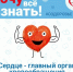 10 интересных фактов о сердечно-сосудистой системе - Газета Степь