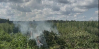 В Чехове полицейские уничтожили плантацию «дури» - Chehov-Vid.Ru